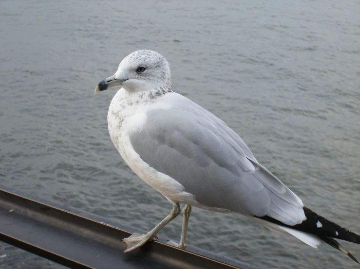 a small white bird with black feet standing on a dock next to a body of water