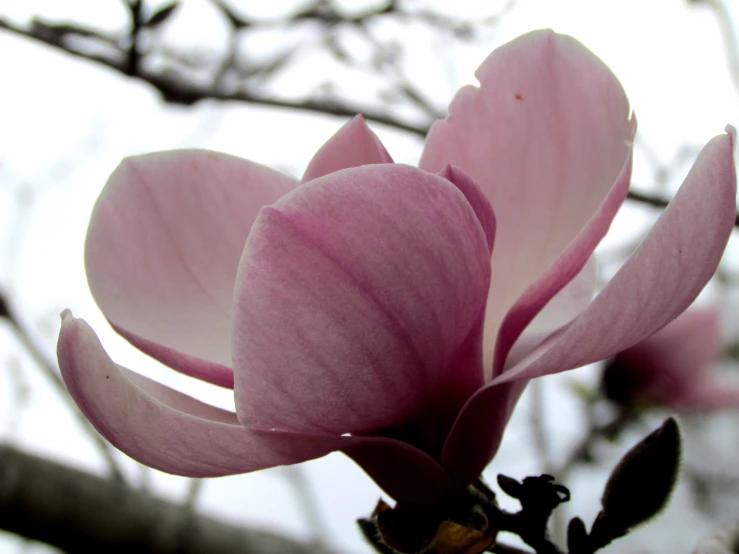 pink flowers blossoming on a nch near the sky