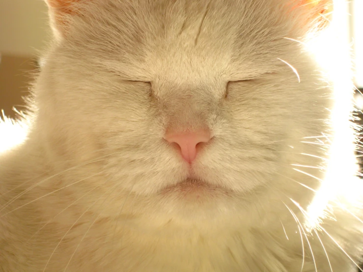 a white cat with its eyes closed and head turned slightly