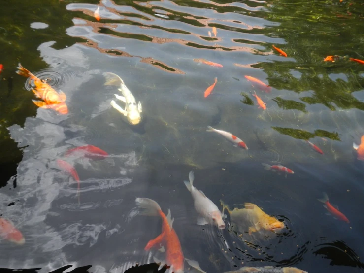 many fish swim in water on a lake