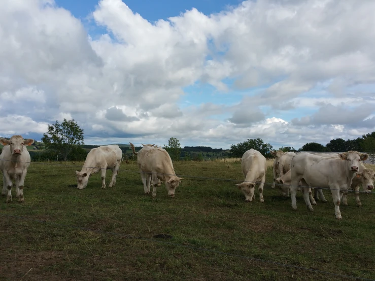 four cows standing and sitting on grass grazing