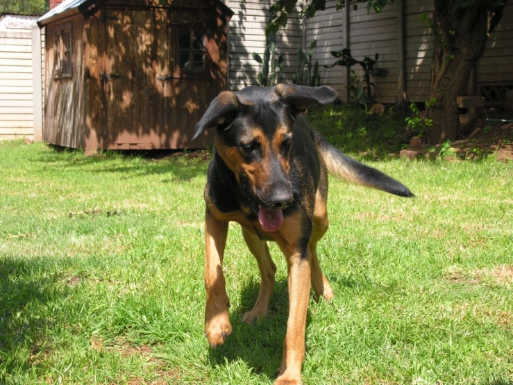 a dog that is standing in the grass