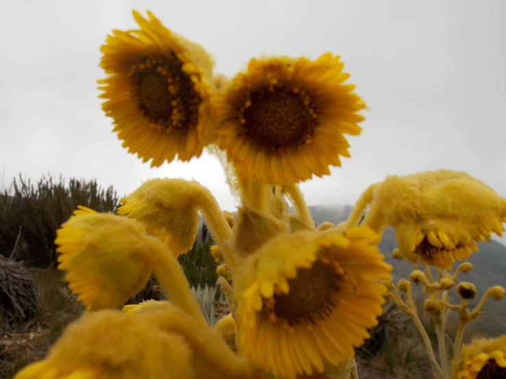 two yellow flowers with brown centers stand out in the grey sky