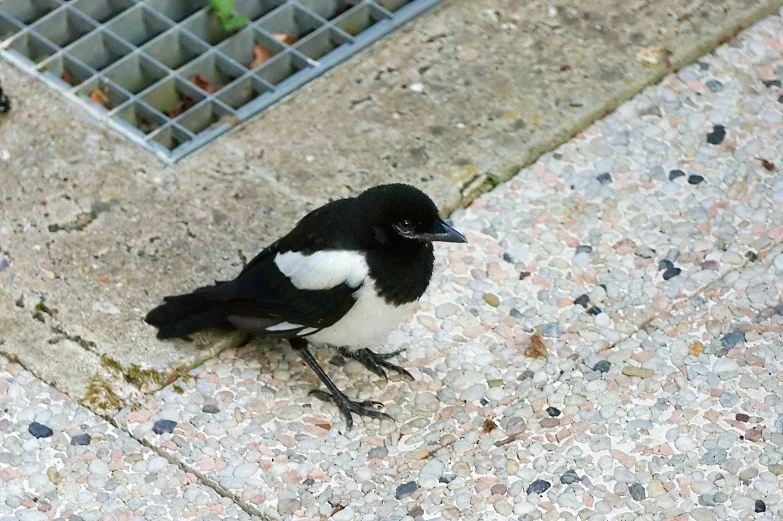 a bird sits on the side walk of an urban sidewalk