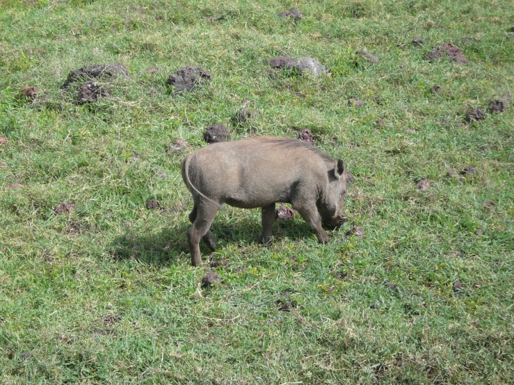 an animal that is walking across a grass field