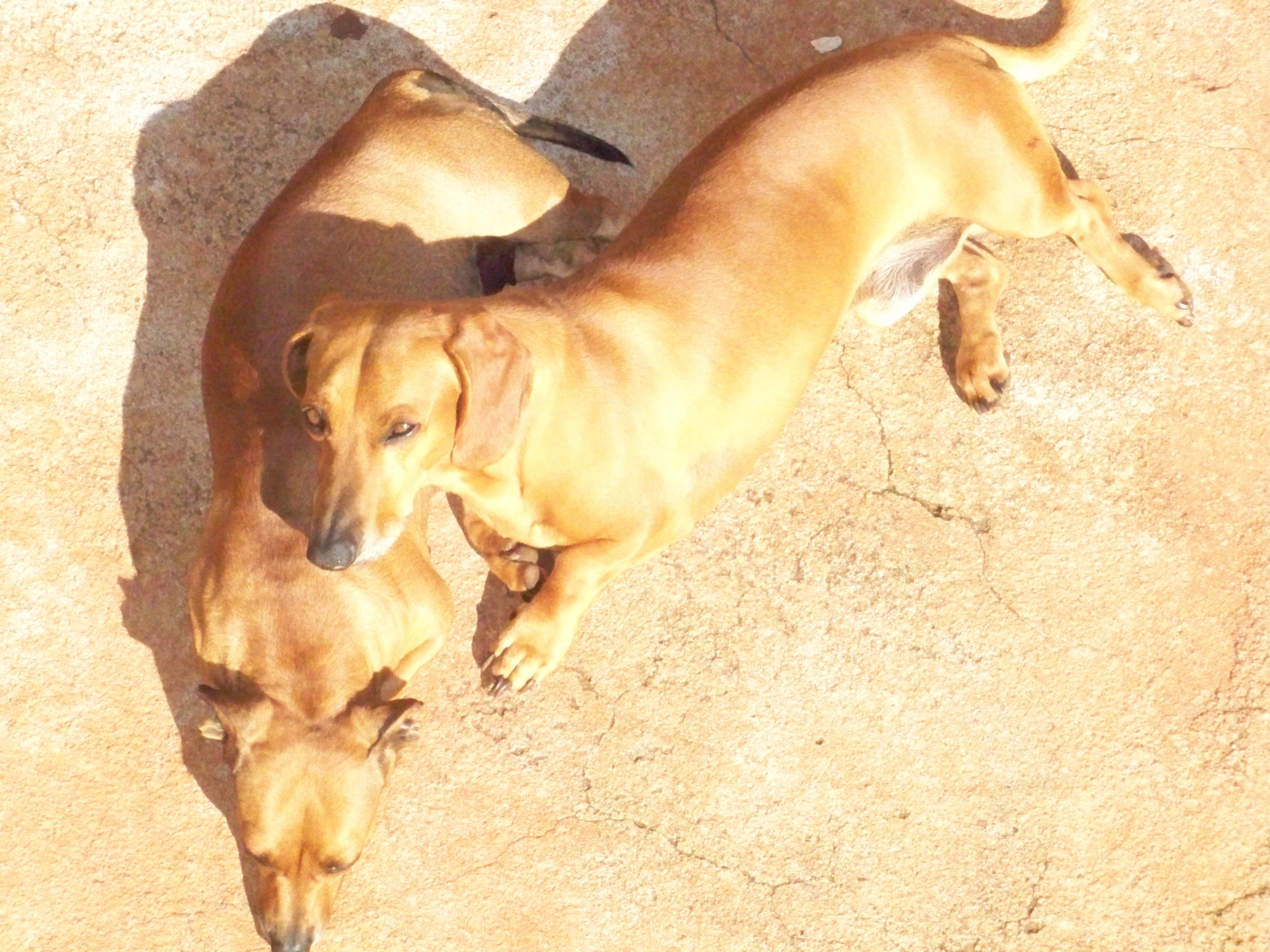 two dogs laying down together on the ground