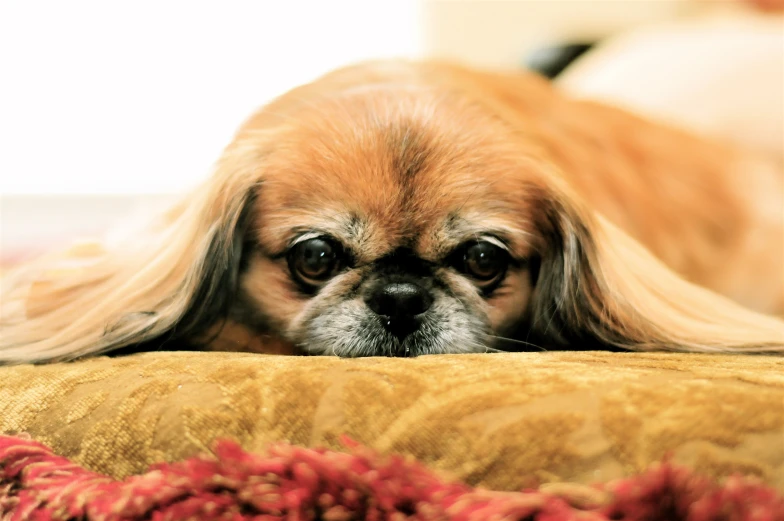 a very cute looking dog with long hair