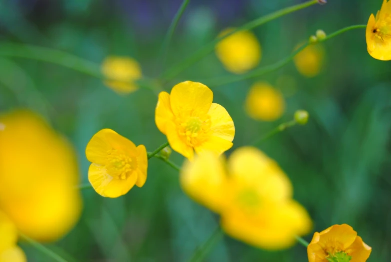 a close up s of flowers blooming in the wild