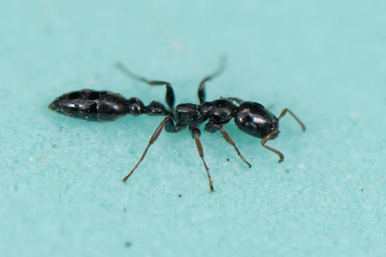 black ant bug standing on the floor on the blue surface