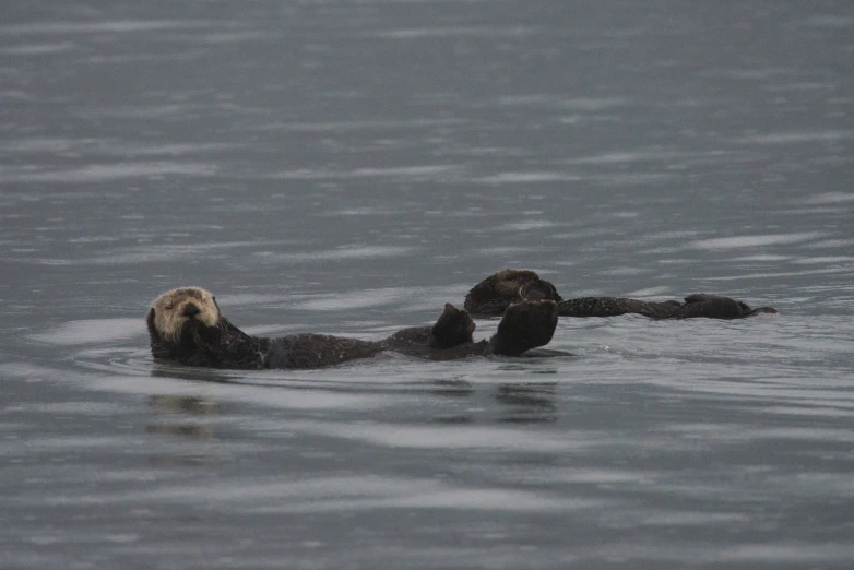 two walots are swimming in a large body of water