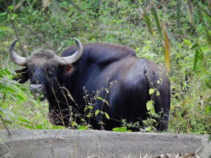 a bull looks down from its perch in some bushes