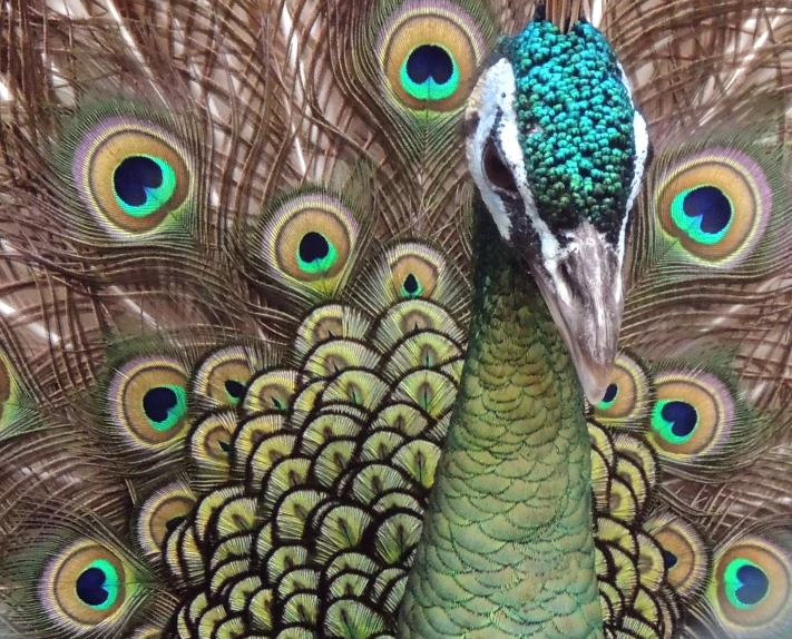 the feather feathers of a peacock with it's tail spread out