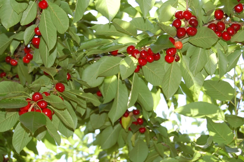 there are many small berry bushes growing