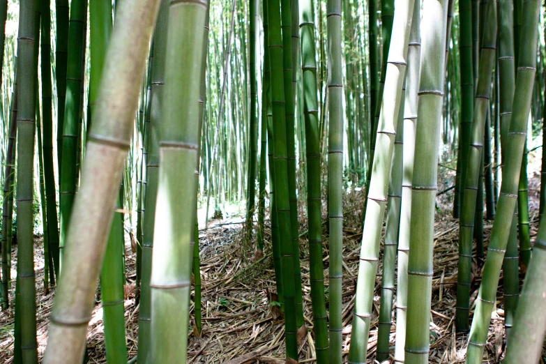 rows of tall bamboo trees in a forest