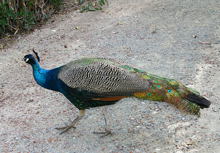 a blue and green bird walking on a road