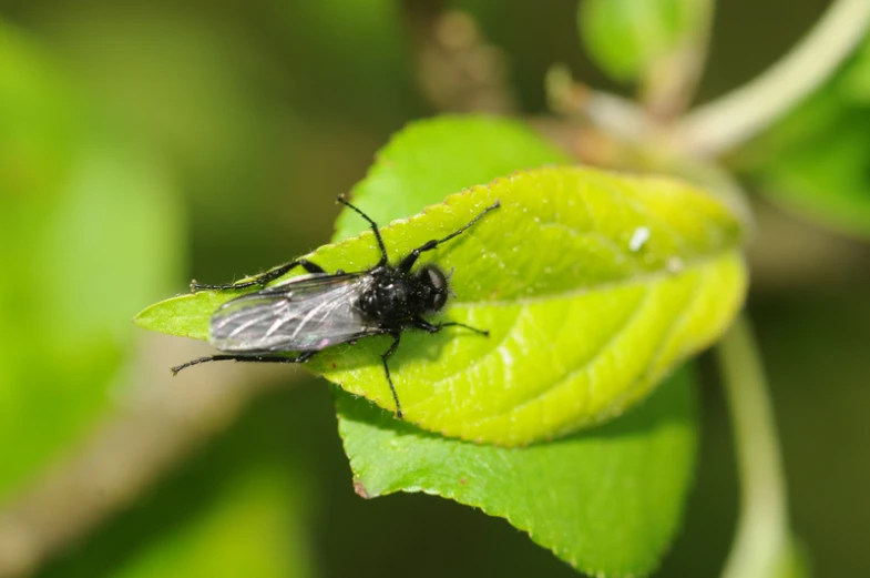 there is a bug on a leaf with leaves