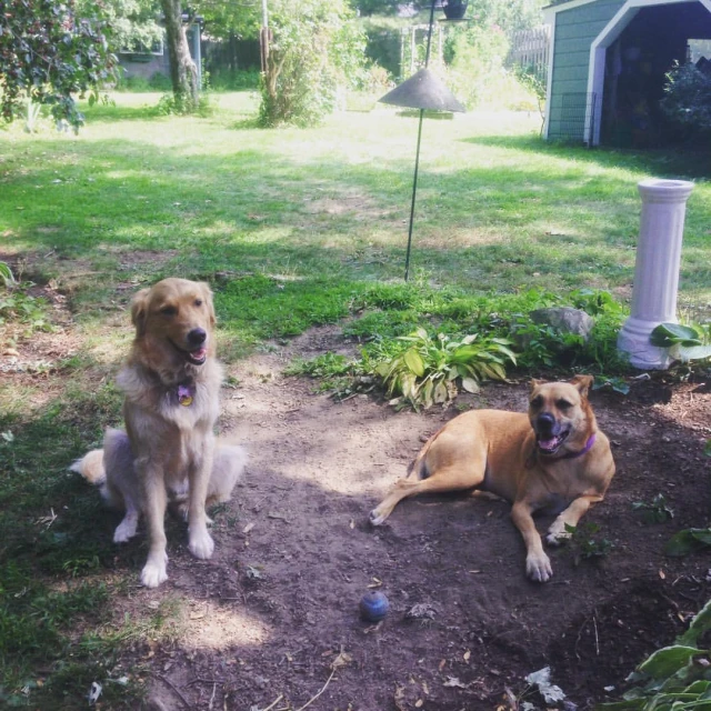 two dogs in the shade during the day