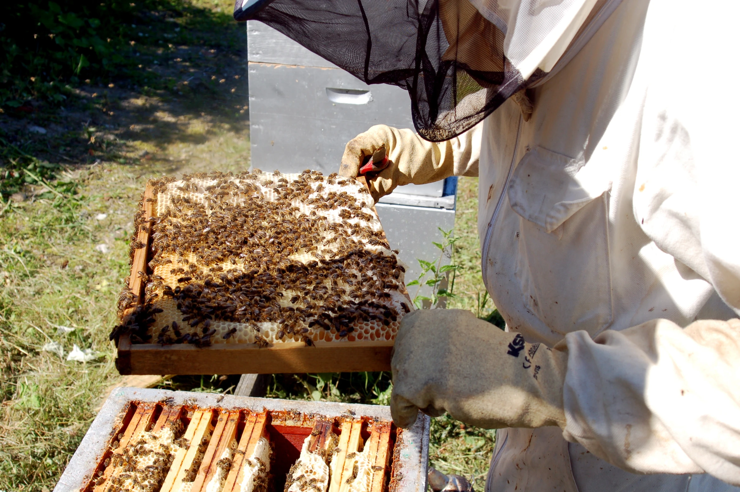 a man in white protective suit and protective veil holding beehives in front of his honeycomb