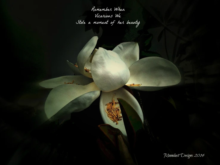 a white flower that is sitting in the middle of a wall