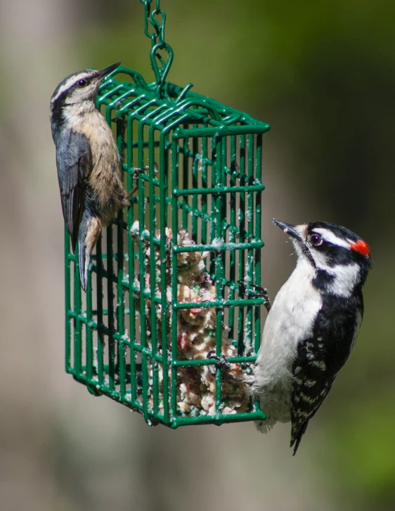 two birds eating out of a bird feeder