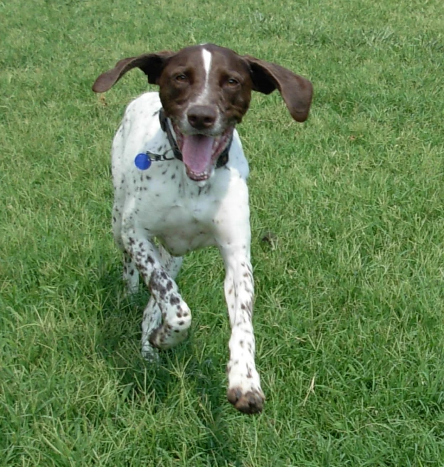 the dog is running on green grass outside