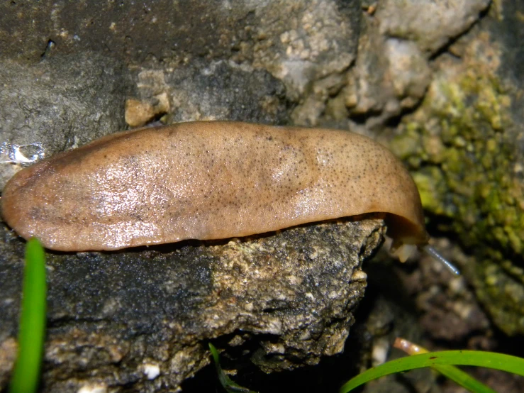 a long, brown slug sitting on a rock