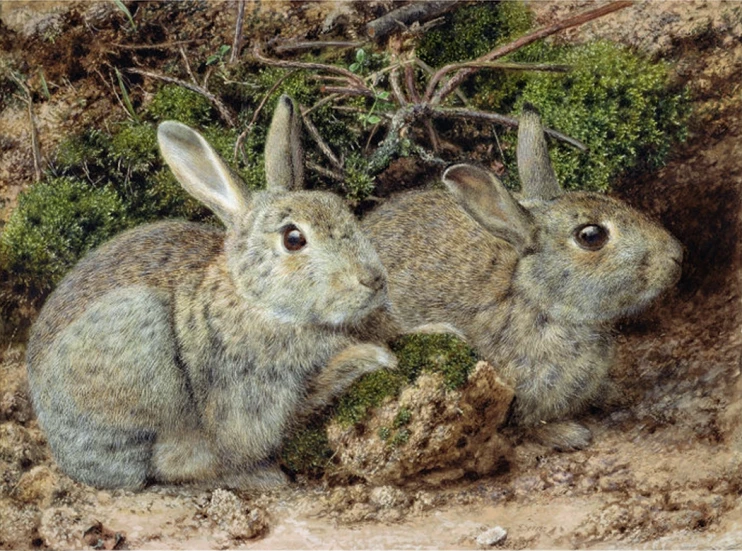 two rabbits with very short fur sit in the dirt