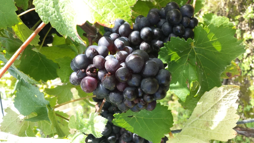 several clusters of purple gs hang from the vine