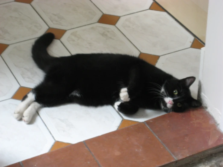 there is a black and white cat laying on the floor