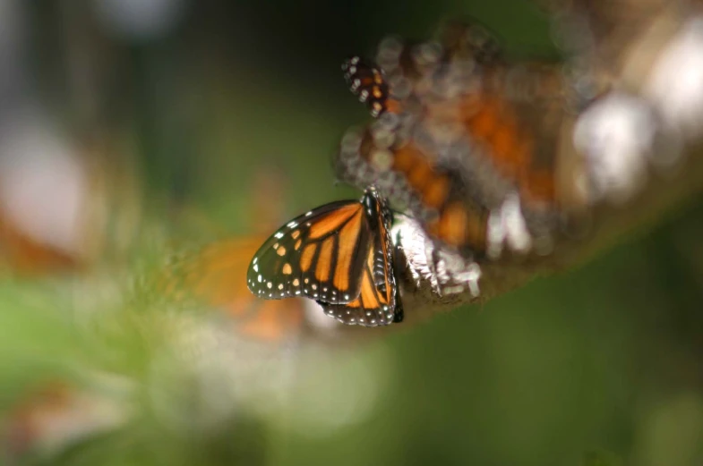 two erflies on a green tree nch