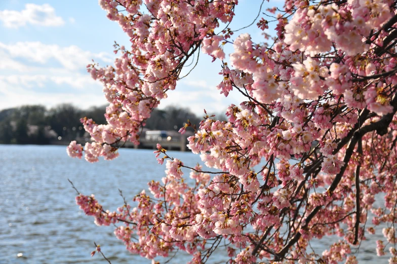 blooming pink flowers on a tree over the water