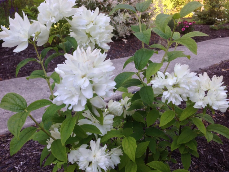 white flowers sit in a pot near the grass