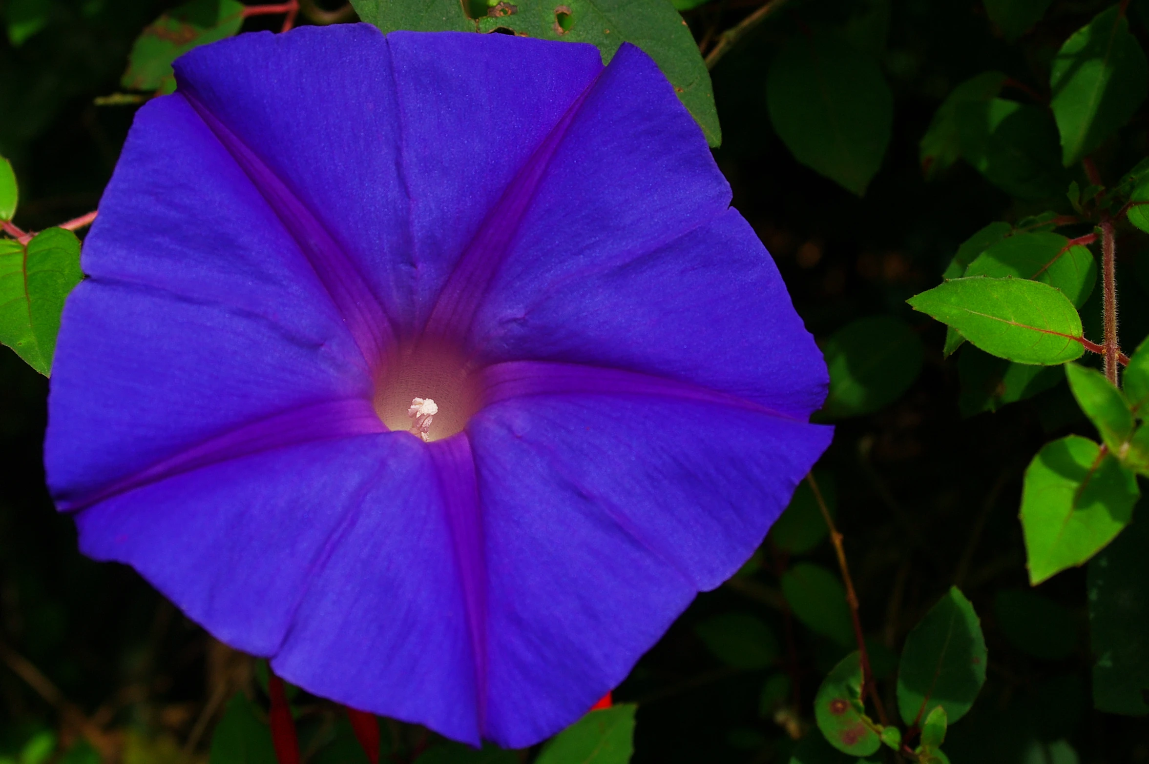 an image of a purple flower surrounded by greenery