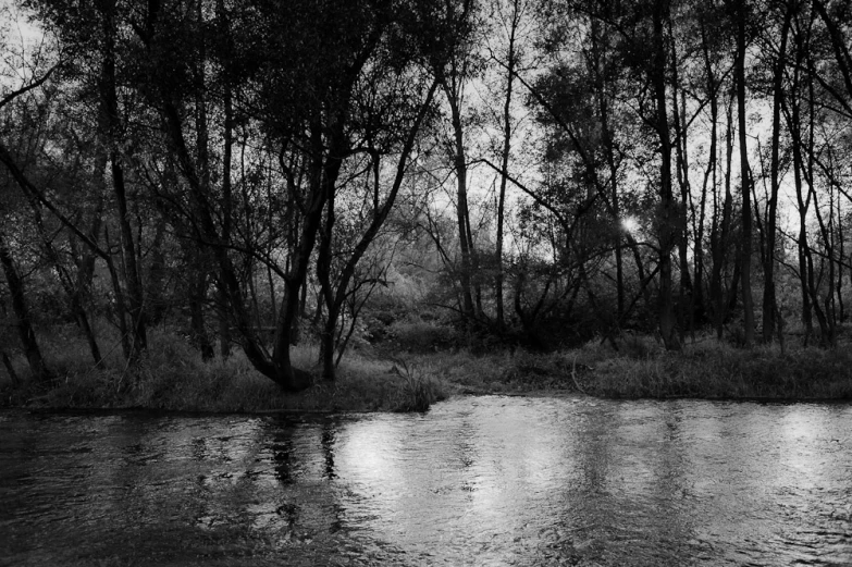 a creek surrounded by trees and grass