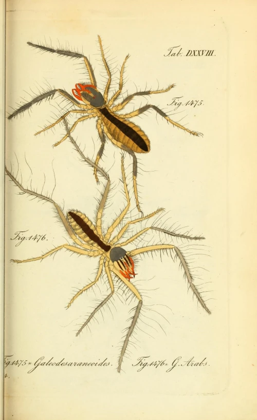 illustration of two spider tarans with red spots and green body