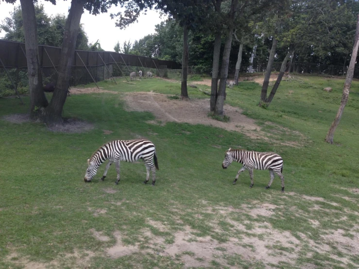 two zes grazing in their enclosure with many trees around