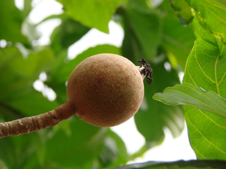 a tree nch with a fruit on it and leaves