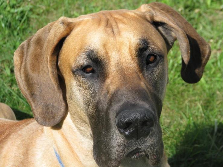 the large brown dog is outside in the grass