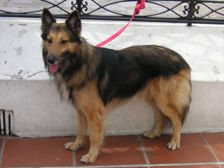 a german shepherd stands in front of a wall