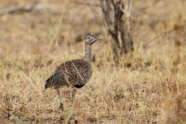 an emu walking through tall grass in front of trees