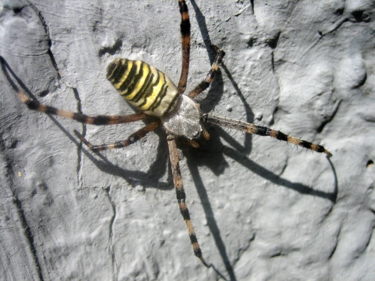 an image of a spider on a rock