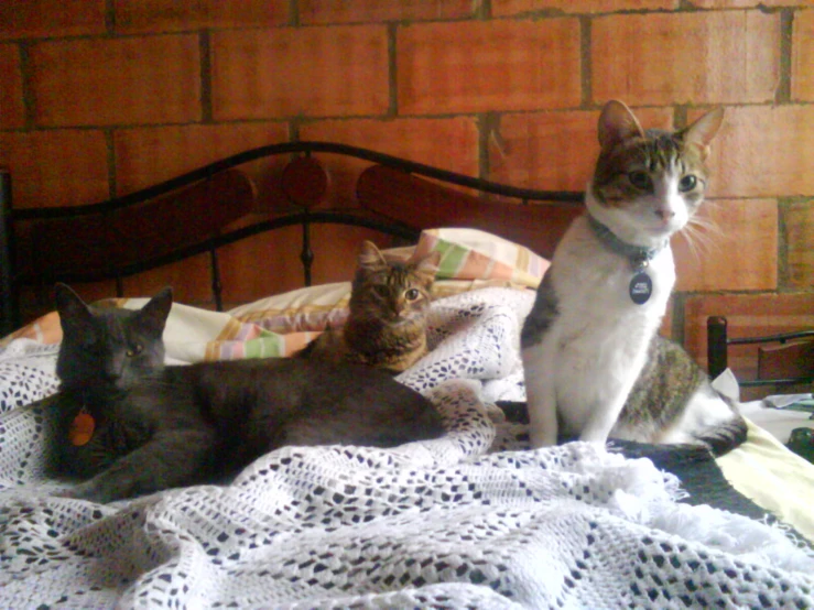 three cats sit on top of a bed in the room