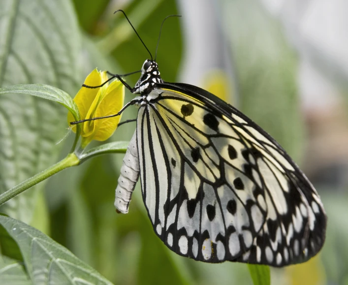 a large erfly sits on a plant, surrounded by green leaves