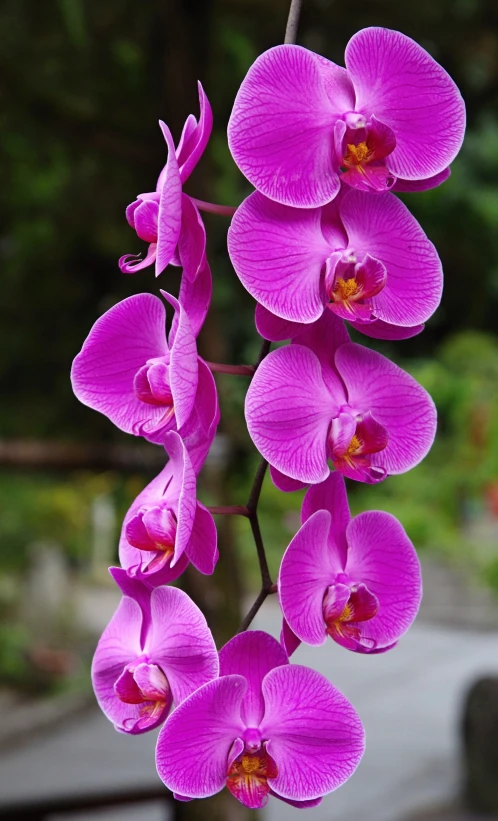 an arrangement of purple flowers hanging from a metal pole