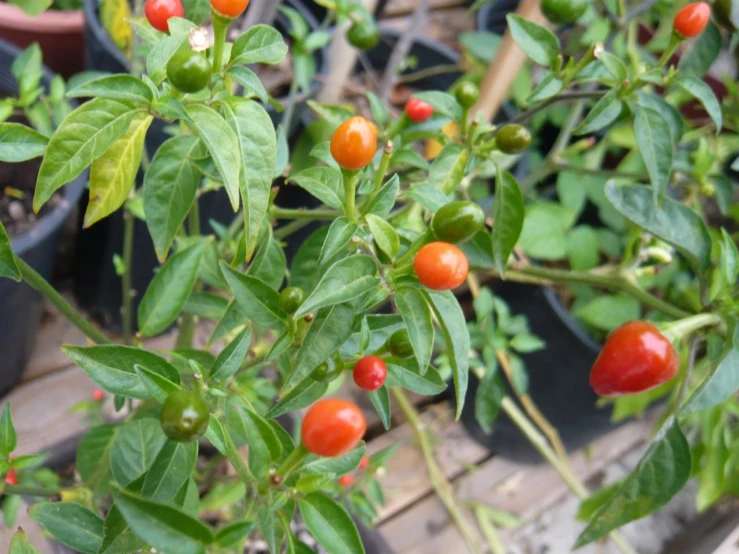 a group of peppers in a planter filled with other plants