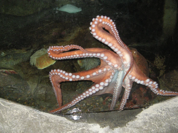 an octo sitting on top of a rock next to a fish
