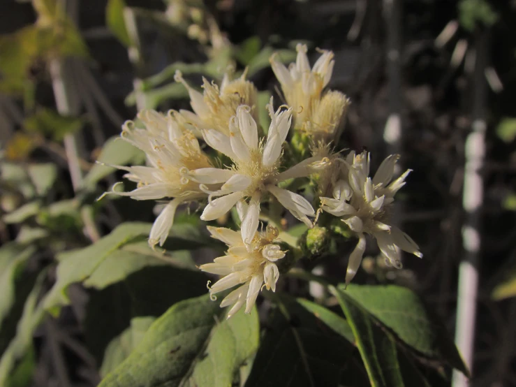 flowers that are all white on green leaves