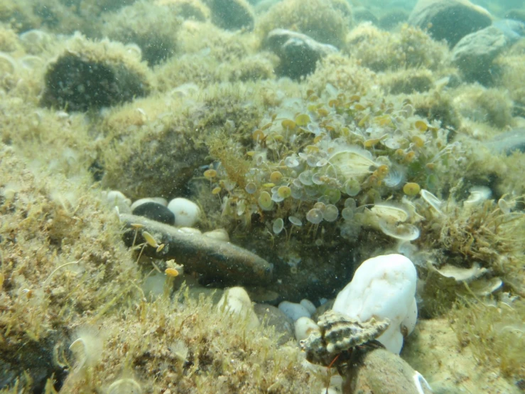 many small animals on the ocean bottom looking at soing