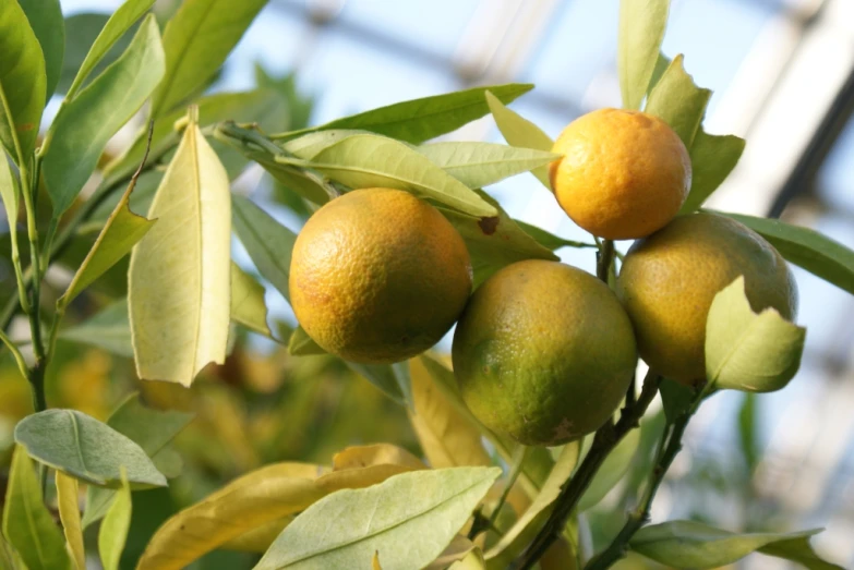 oranges growing on a tree with leaves in the sun