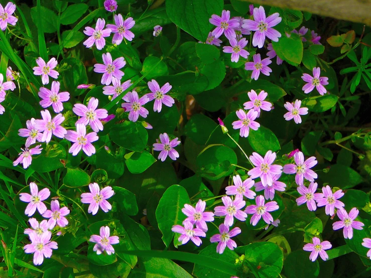 many small flowers are blooming in the wild